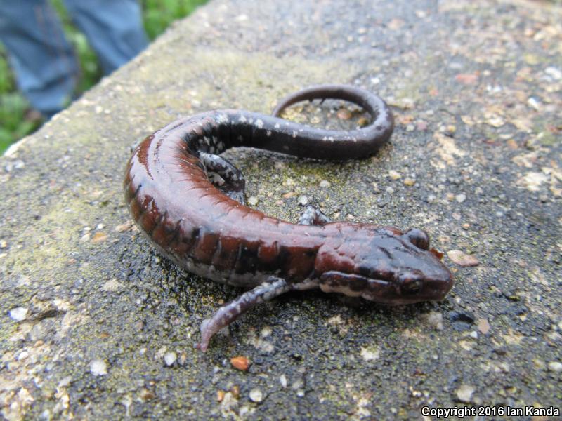 Rich Mountain Salamander (Plethodon ouachitae)