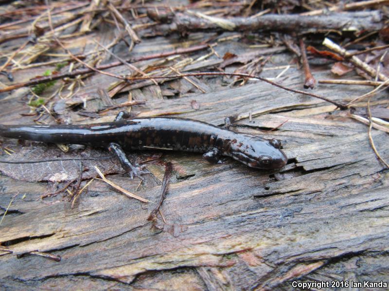 Rich Mountain Salamander (Plethodon ouachitae)