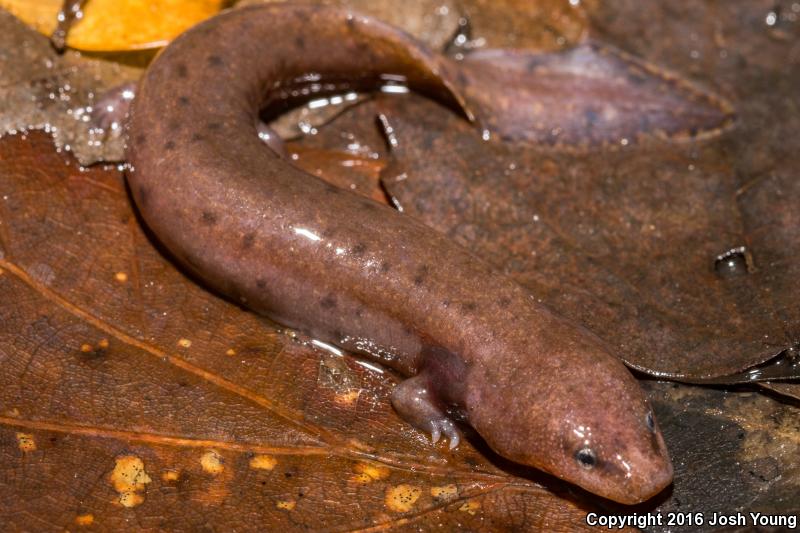 Gulf Coast Waterdog (Necturus beyeri)