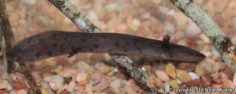 Gulf Coast Waterdog (Necturus beyeri)