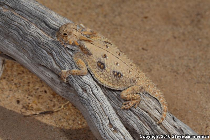 Flat-tailed Horned Lizard (Phrynosoma mcallii)