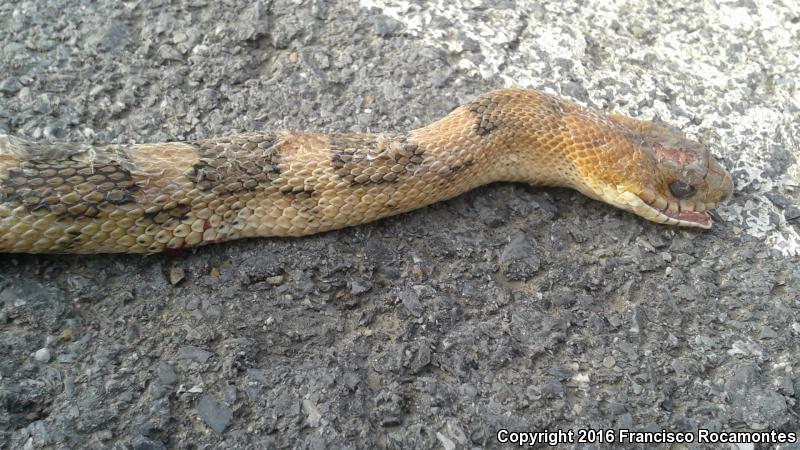 Northern Mexican Bullsnake (Pituophis deppei jani)
