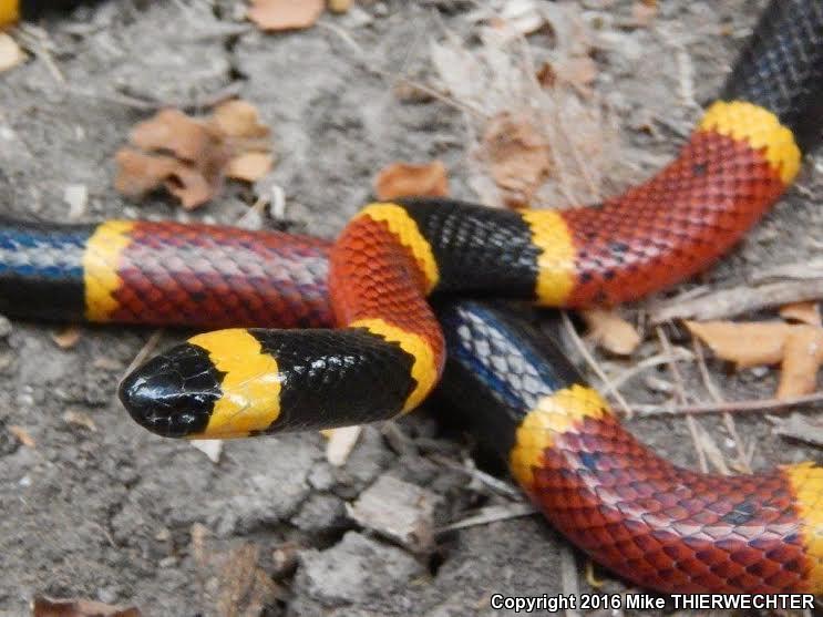 Texas Coralsnake (Micrurus tener)