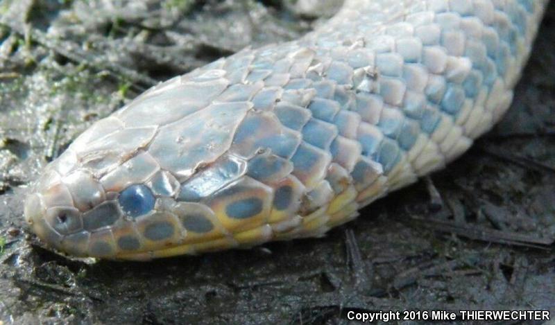 Common Rainbow Snake (Farancia erytrogramma erytrogramma)