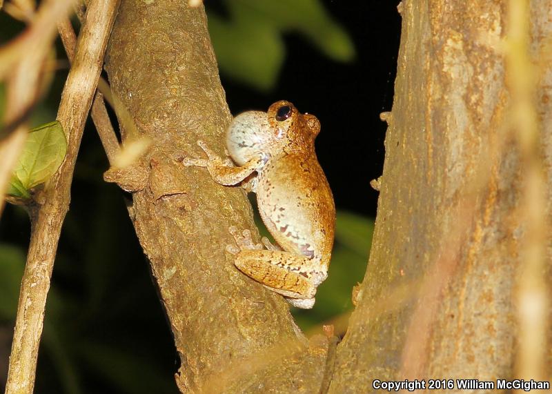 Western Bird-voiced Treefrog (Hyla avivoca avivoca)