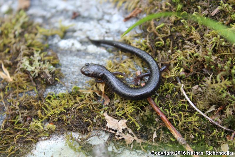 Southern Ravine Salamander (Plethodon richmondi)