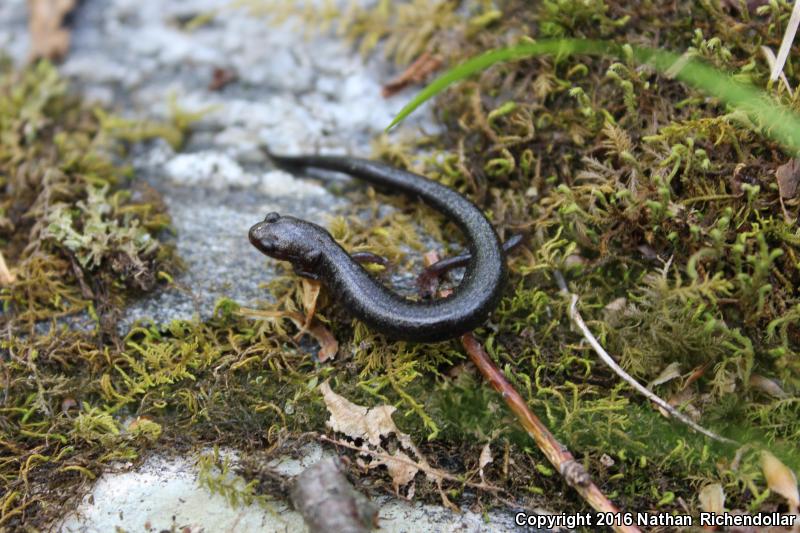 Southern Ravine Salamander (Plethodon richmondi)