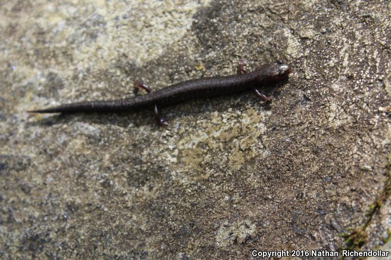 Southern Ravine Salamander (Plethodon richmondi)