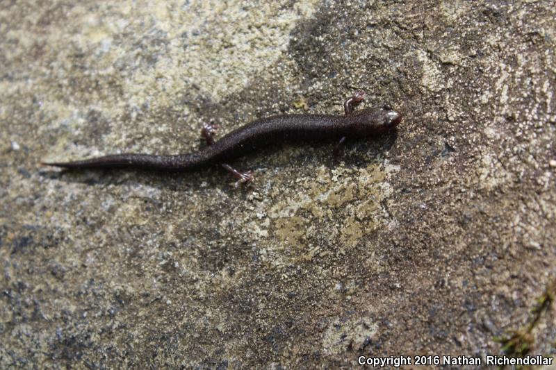 Southern Ravine Salamander (Plethodon richmondi)