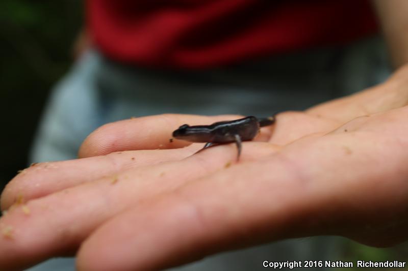 Northern Gray-cheeked Salamander (Plethodon montanus)