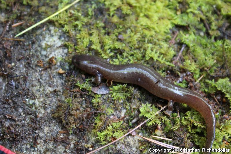 Carolina Spring Salamander (Gyrinophilus porphyriticus dunni)