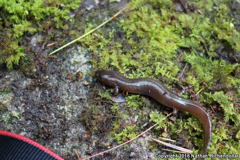 Carolina Spring Salamander (Gyrinophilus porphyriticus dunni)