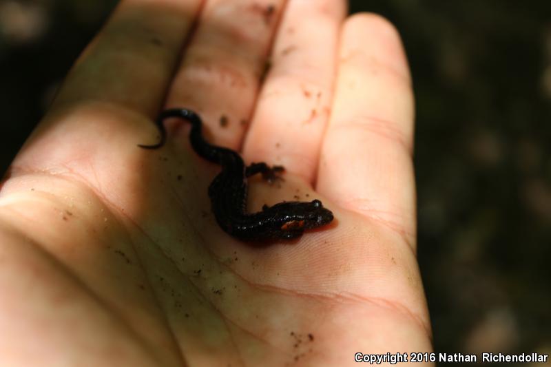 Imitator Salamander (Desmognathus imitator)