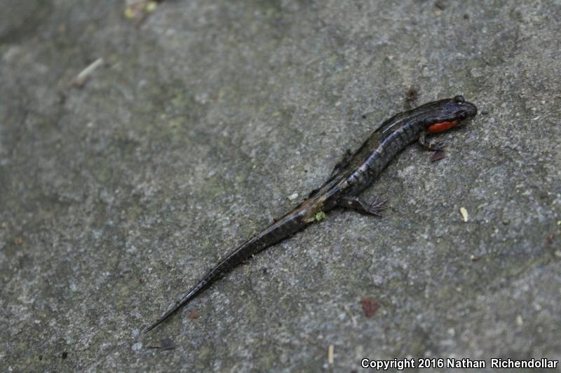 Imitator Salamander (Desmognathus imitator)