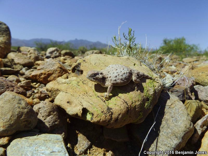 Round-tailed Horned Lizard (Phrynosoma modestum)