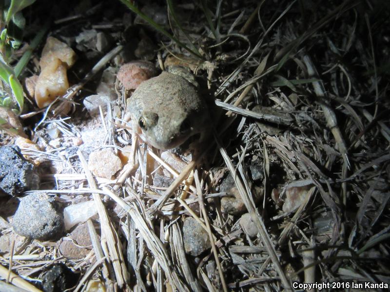 Montain Spadefoot (Spea multiplicata multiplicata)