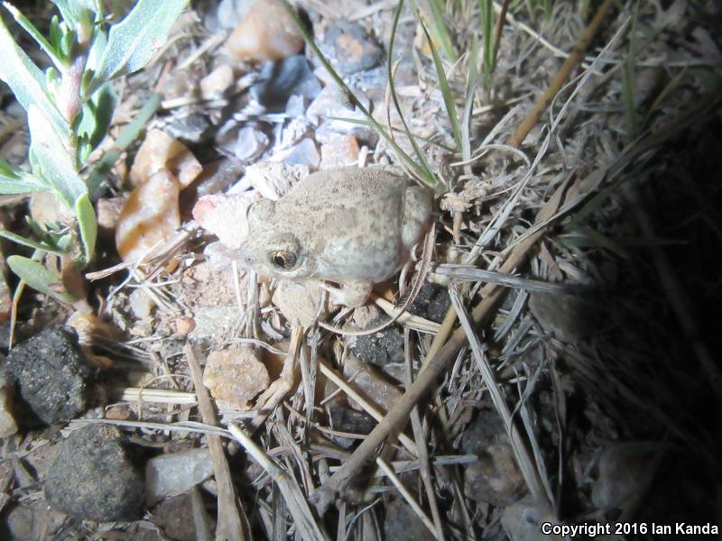 Montain Spadefoot (Spea multiplicata multiplicata)