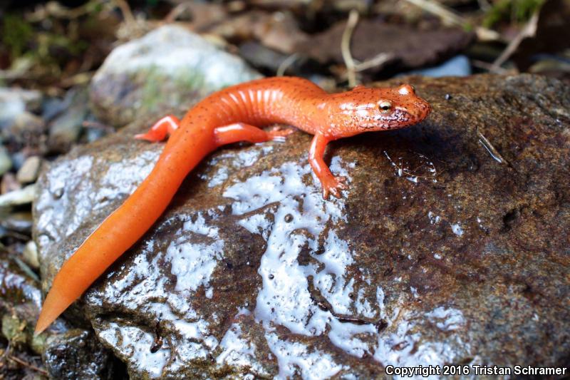 Blue Ridge Spring Salamander (Gyrinophilus porphyriticus danielsi)