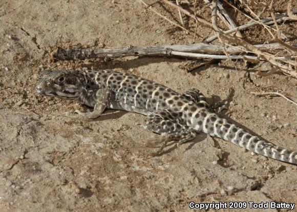 Long-nosed Leopard Lizard (Gambelia wislizenii wislizenii)