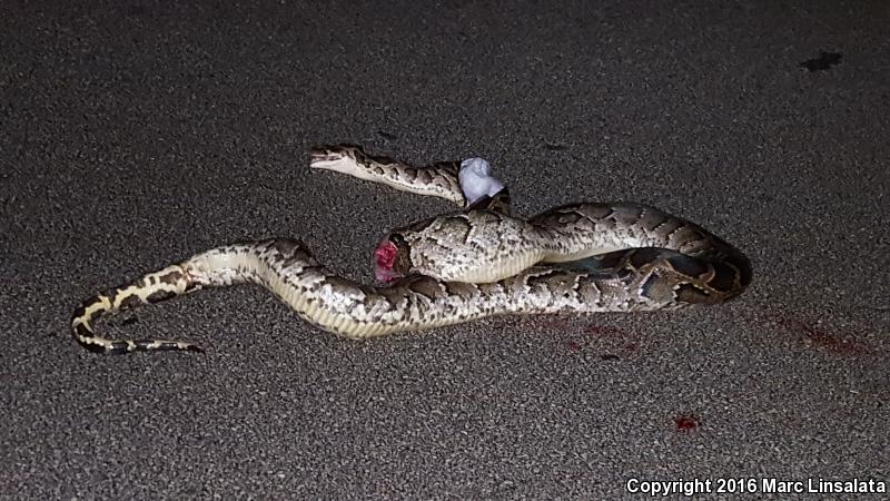 Burmese Python (Python molurus bivittatus)