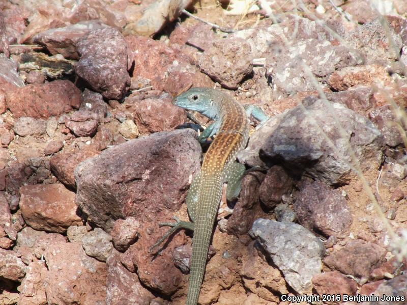 Redback Whiptail (Aspidoscelis xanthonota)