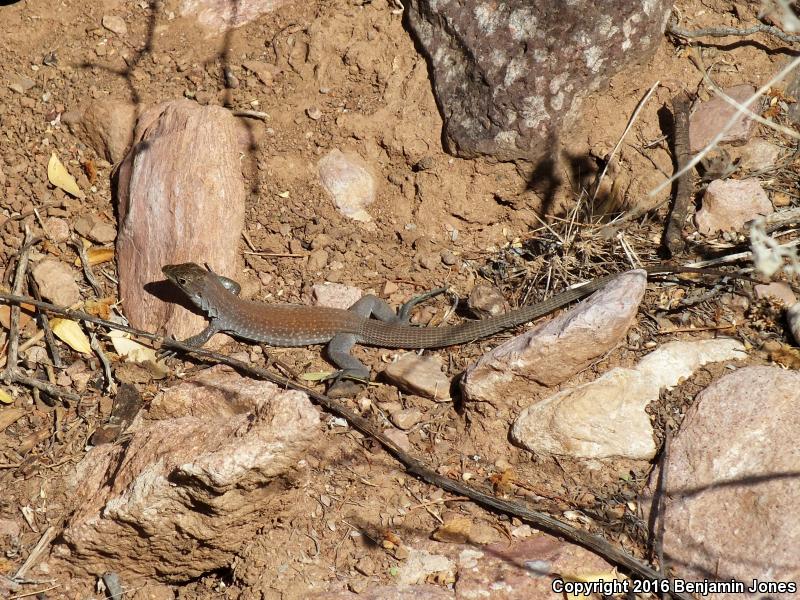 Redback Whiptail (Aspidoscelis xanthonota)