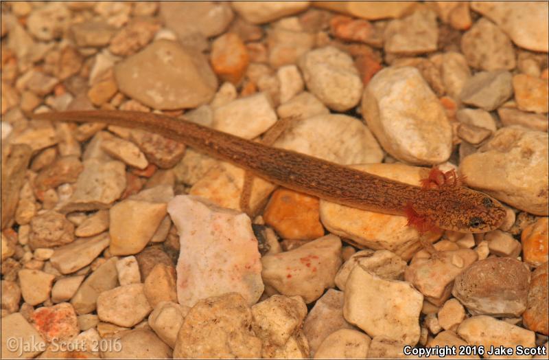 Valdina Farms Salamander (Eurycea troglodytes)