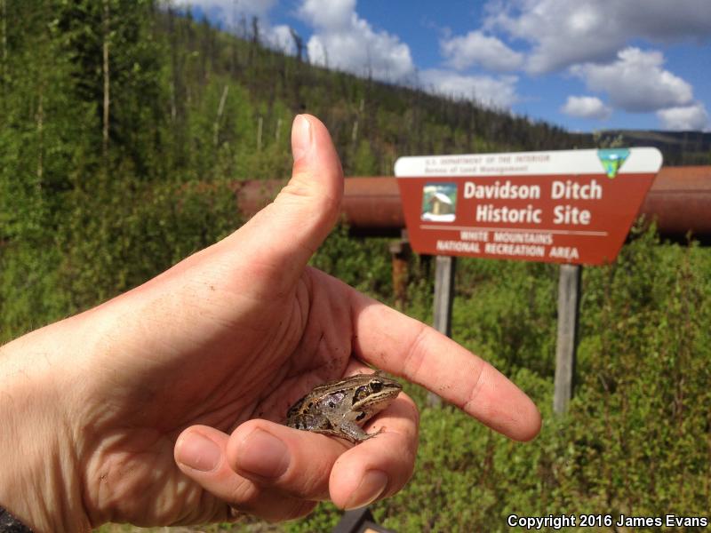 Wood Frog (Lithobates sylvaticus)