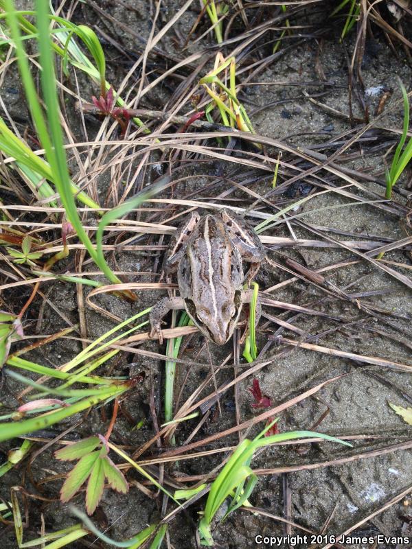 Wood Frog (Lithobates sylvaticus)