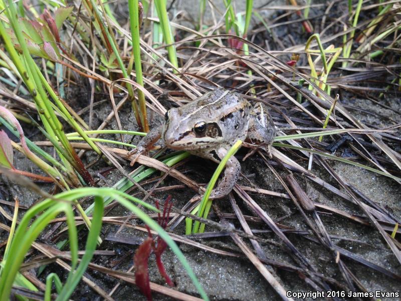 Wood Frog (Lithobates sylvaticus)