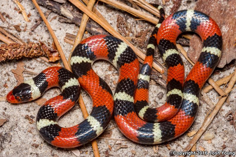 Scarlet Kingsnake (Lampropeltis triangulum elapsoides)