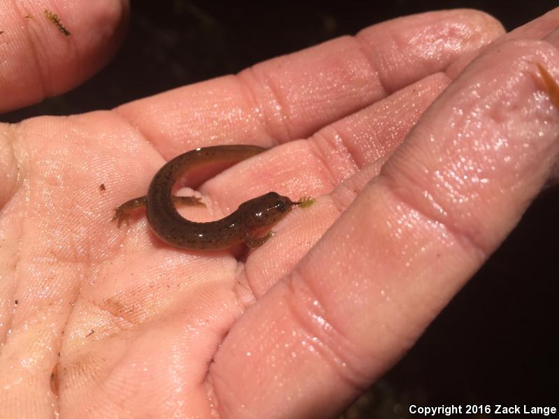 Cascade Torrent Salamander (Rhyacotriton cascadae)