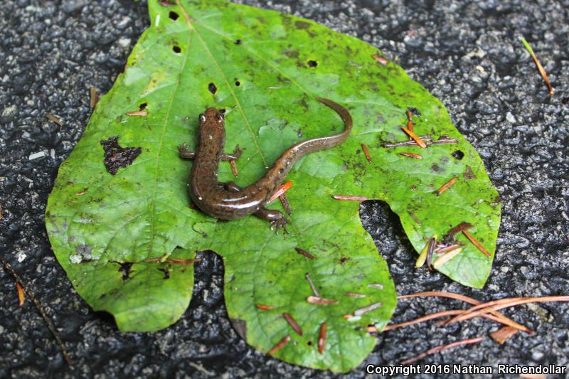 Black Mountain Salamander (Desmognathus welteri)