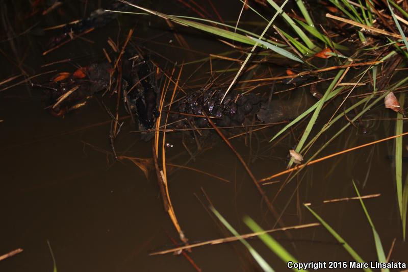 Little Grass Frog (Pseudacris ocularis)