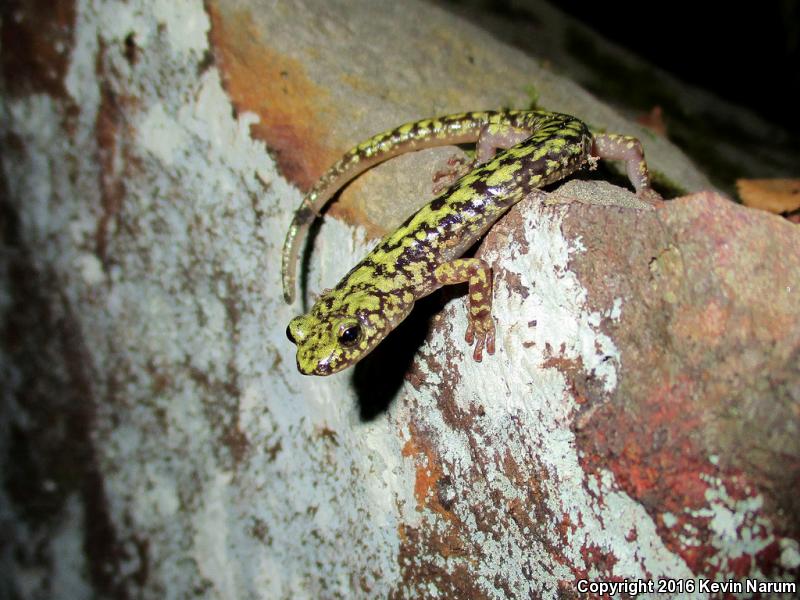 Green Salamander (Aneides aeneus)