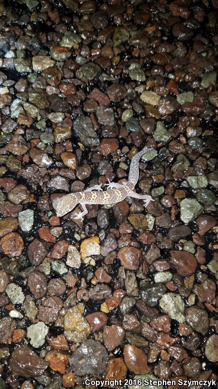 Texas Banded Gecko (Coleonyx brevis)