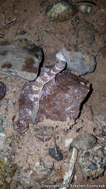 Texas Banded Gecko (Coleonyx brevis)