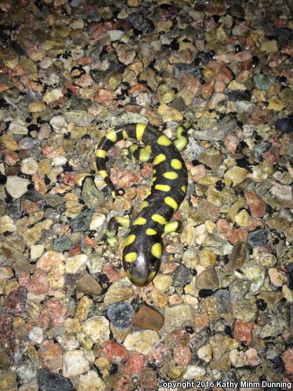 Barred Tiger Salamander (Ambystoma mavortium mavortium)