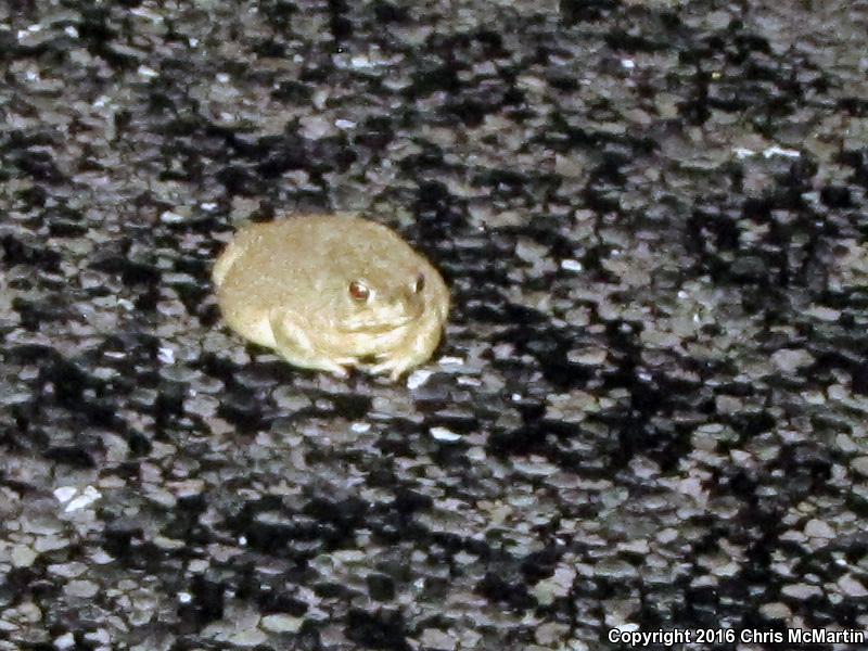 Houston Toad (Anaxyrus houstonensis)