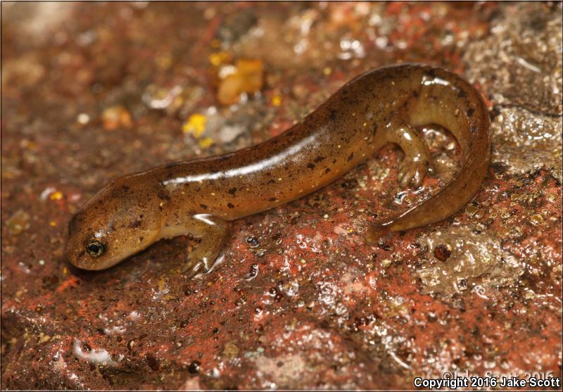 Cascade Torrent Salamander (Rhyacotriton cascadae)