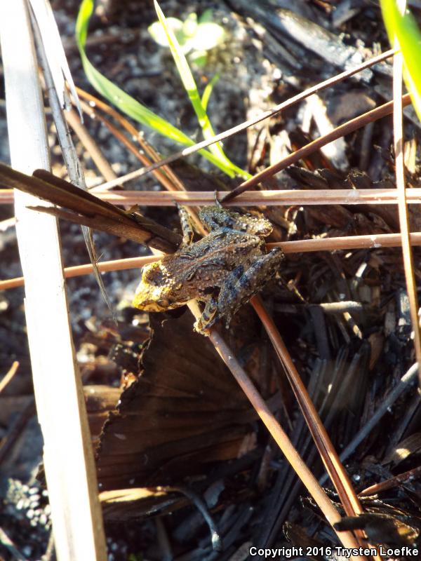 Coastal Plain Cricket Frog (Acris gryllus gryllus)