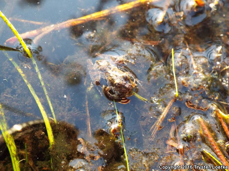 Coastal Plain Cricket Frog (Acris gryllus gryllus)