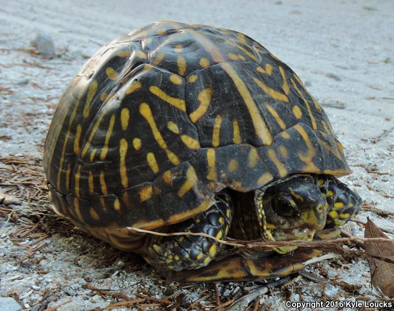 Florida Box Turtle (Terrapene carolina bauri)