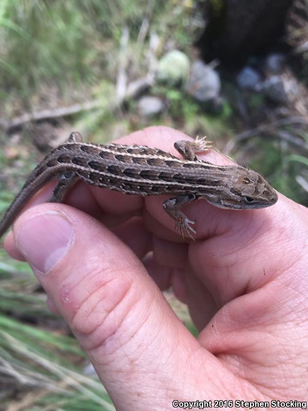 Slevin's Bunchgrass Lizard (Sceloporus slevini)