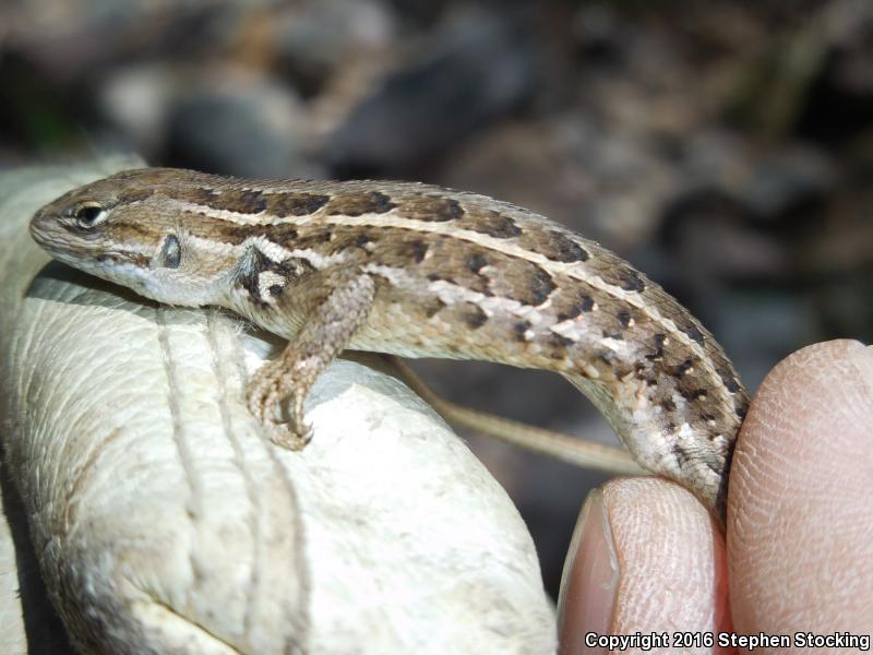 Slevin's Bunchgrass Lizard (Sceloporus slevini)