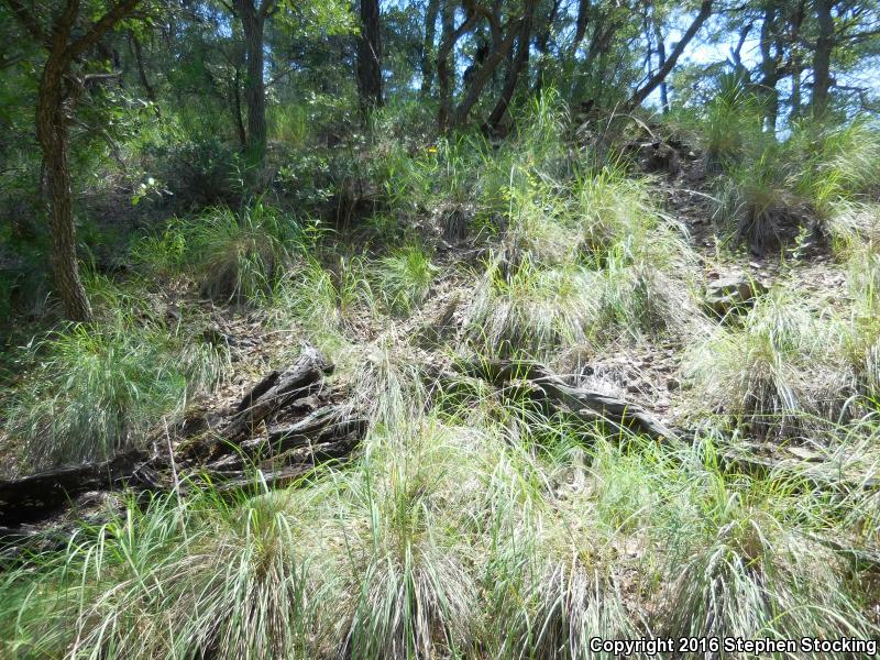 Slevin's Bunchgrass Lizard (Sceloporus slevini)