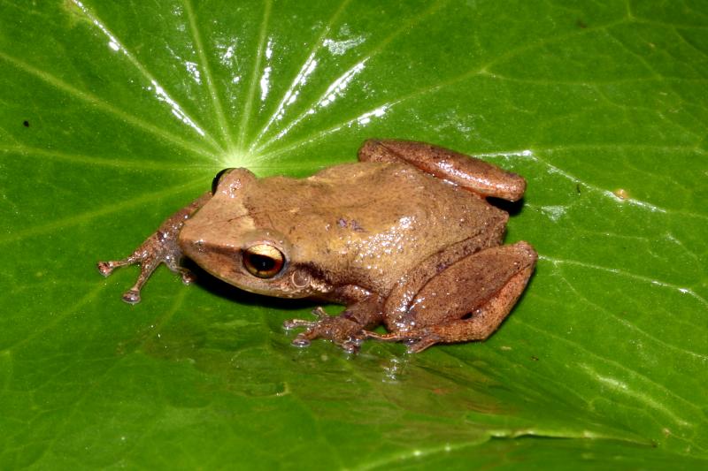 Coqui (Eleutherodactylus coqui)