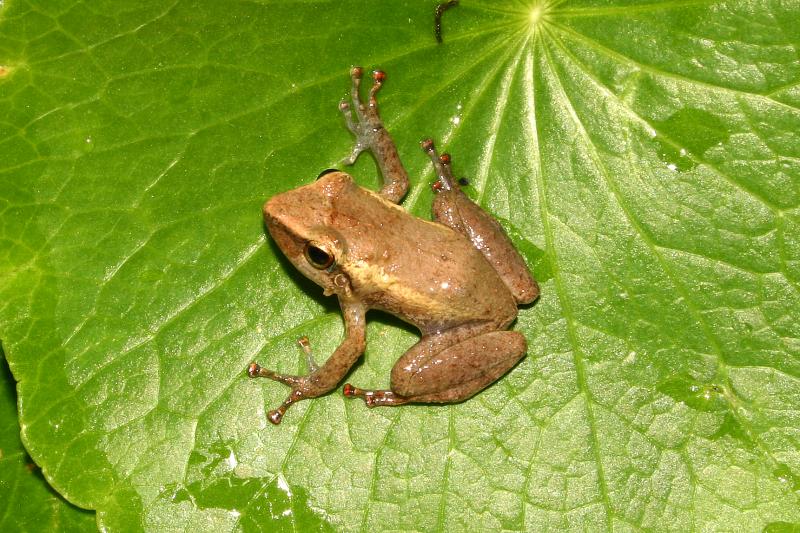 Coqui (Eleutherodactylus coqui)