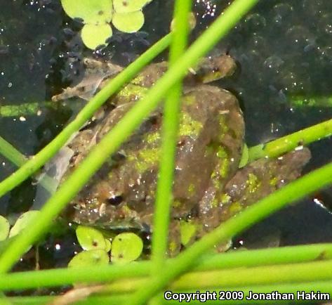 Blanchard's Cricket Frog (Acris crepitans blanchardi)