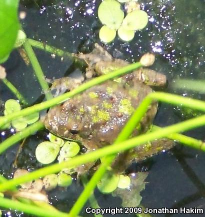 Blanchard's Cricket Frog (Acris crepitans blanchardi)